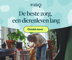 Dierenverzekeringen Figo hond