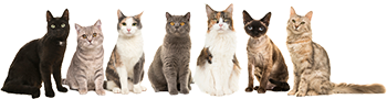 Kattenras