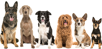 Honden